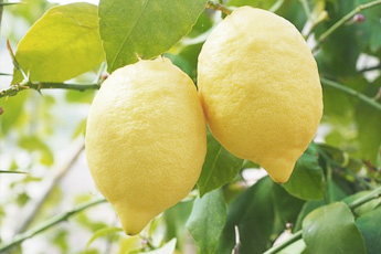 Лимон обыкновенный - aptechka.org
