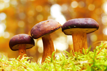 Когда грибы приносят пользу или вред